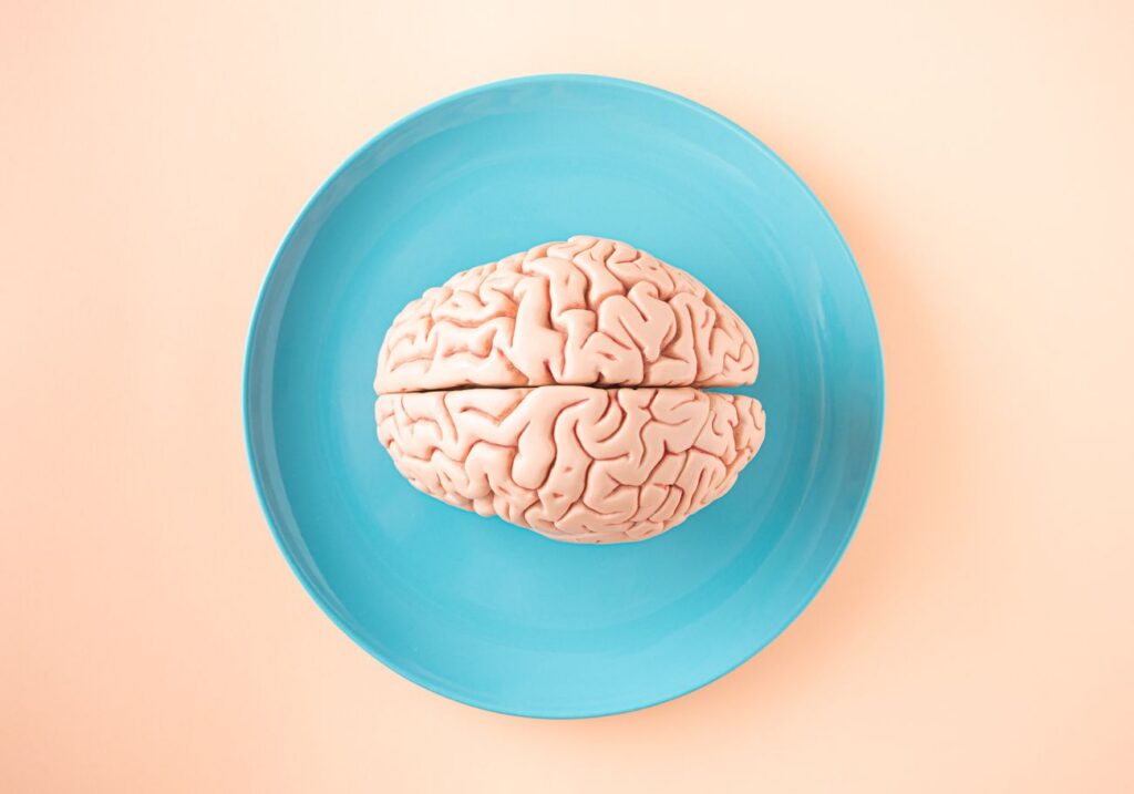 Modelo de cerebro humano
